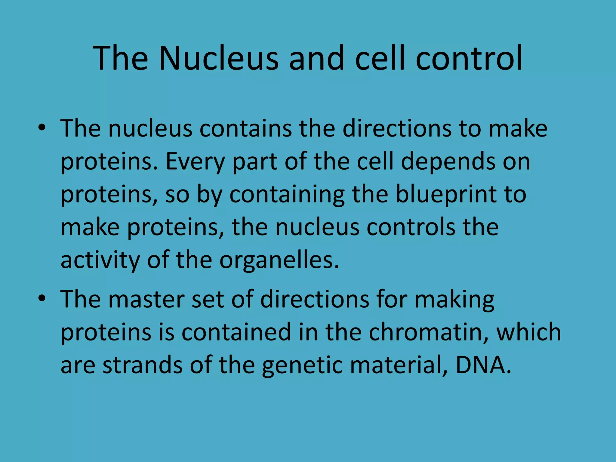 The Nucleus and cell control
• The nucleus contains the directions to make
proteins. Every part of the cell depends on
proteins, so by containing the blueprint to
make proteins, the nucleus controls the
activity of the organelles.
• The master set of directions for making
proteins is contained in the chromatin, which
are strands of the genetic material, DNA.

 
