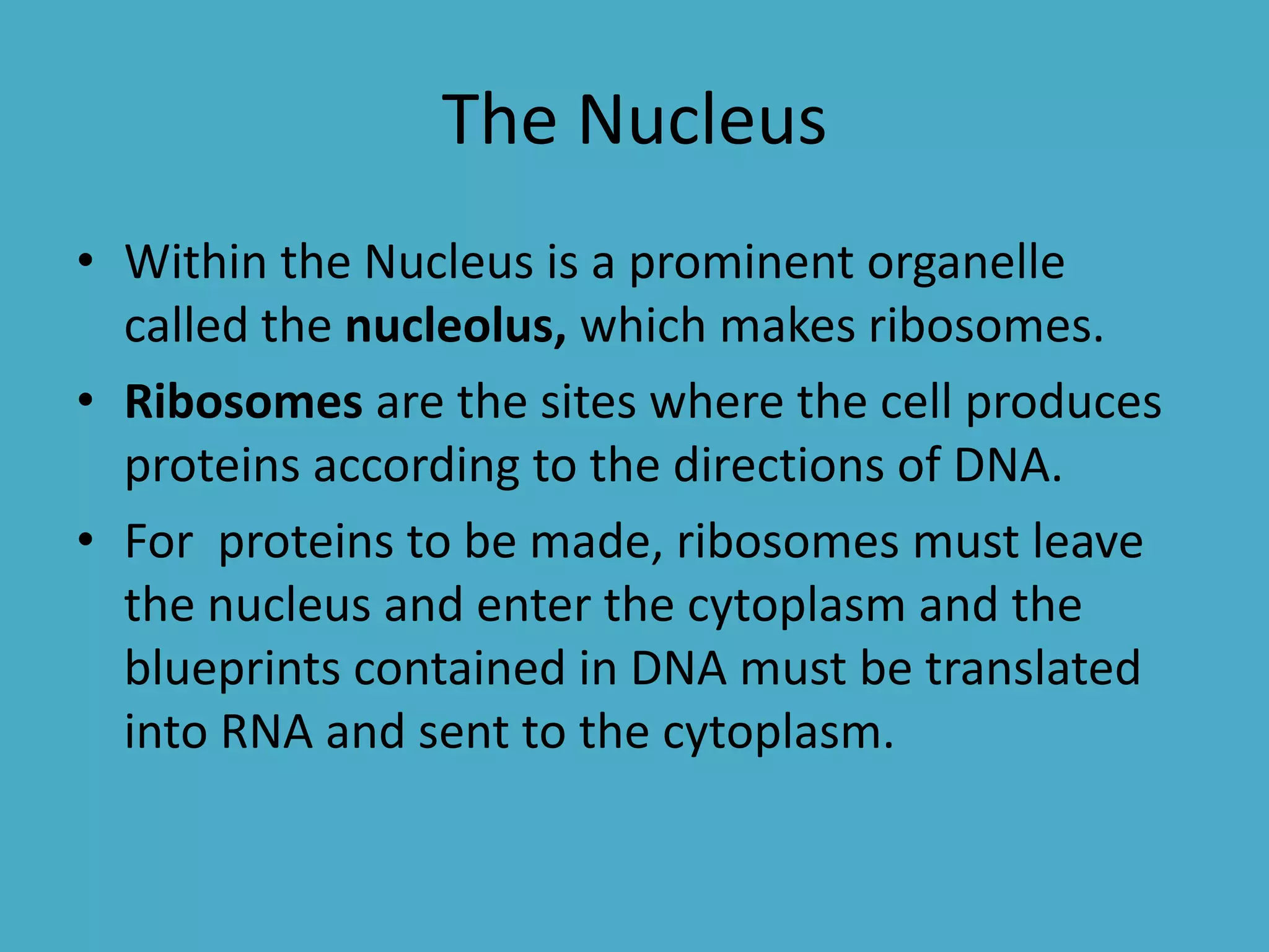 The Nucleus
• Within the Nucleus is a prominent organelle
called the nucleolus, which makes ribosomes.
• Ribosomes are the sites where the cell produces
proteins according to the directions of DNA.
• For proteins to be made, ribosomes must leave
the nucleus and enter the cytoplasm and the
blueprints contained in DNA must be translated
into RNA and sent to the cytoplasm.

 
