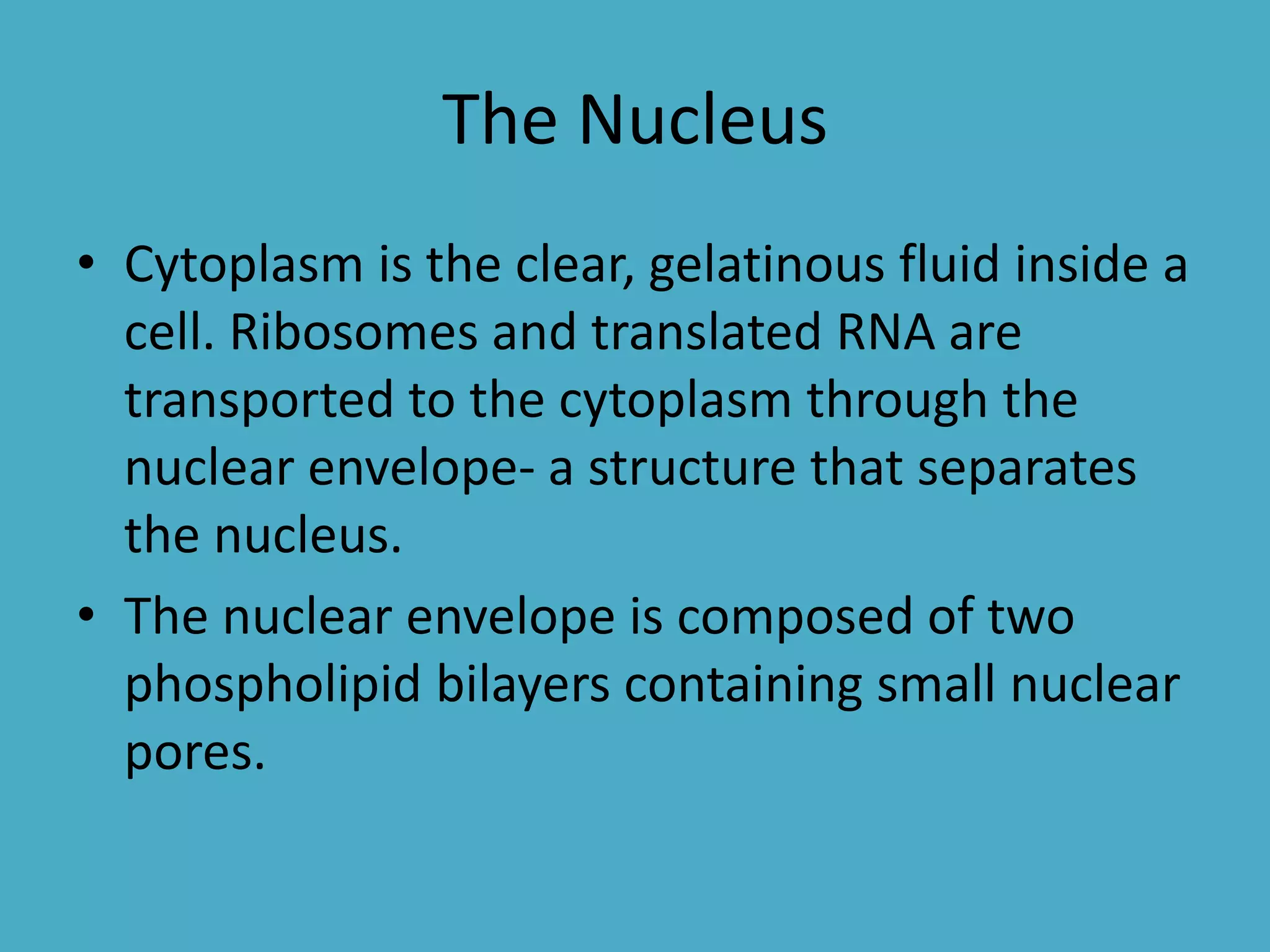 The Nucleus
• Cytoplasm is the clear, gelatinous fluid inside a
cell. Ribosomes and translated RNA are
transported to the cytoplasm through the
nuclear envelope- a structure that separates
the nucleus.
• The nuclear envelope is composed of two
phospholipid bilayers containing small nuclear
pores.

 