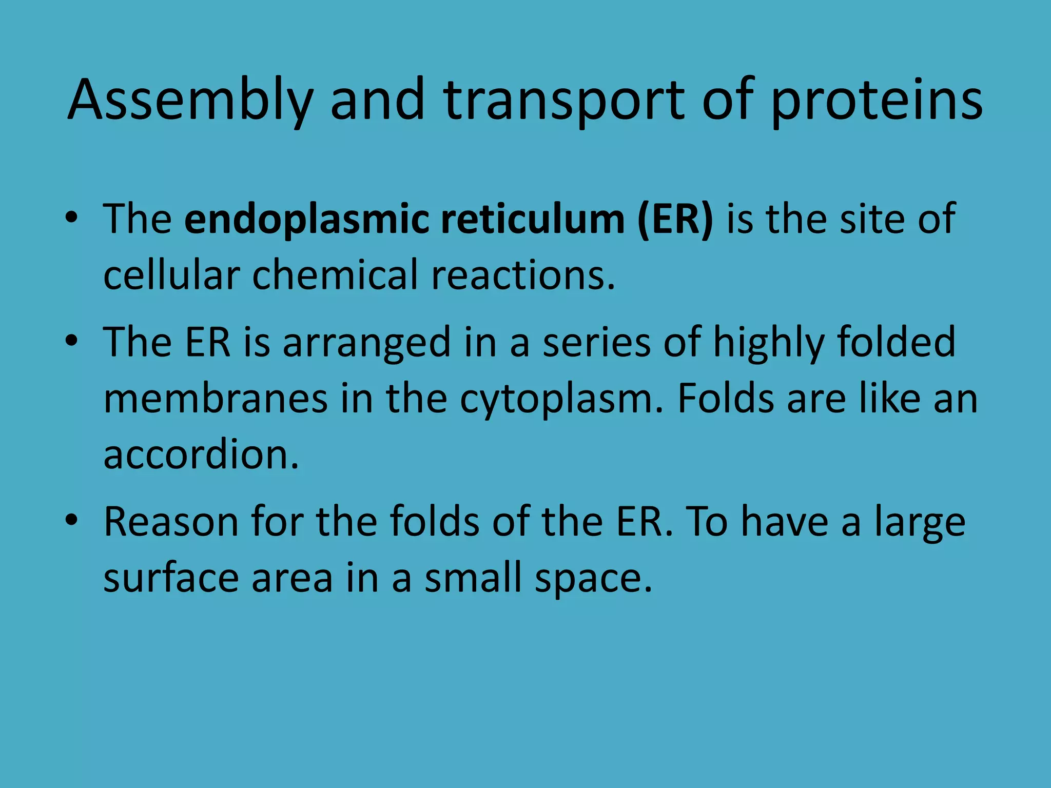 Assembly and transport of proteins
• The endoplasmic reticulum (ER) is the site of
cellular chemical reactions.
• The ER is arranged in a series of highly folded
membranes in the cytoplasm. Folds are like an
accordion.
• Reason for the folds of the ER. To have a large
surface area in a small space.

 
