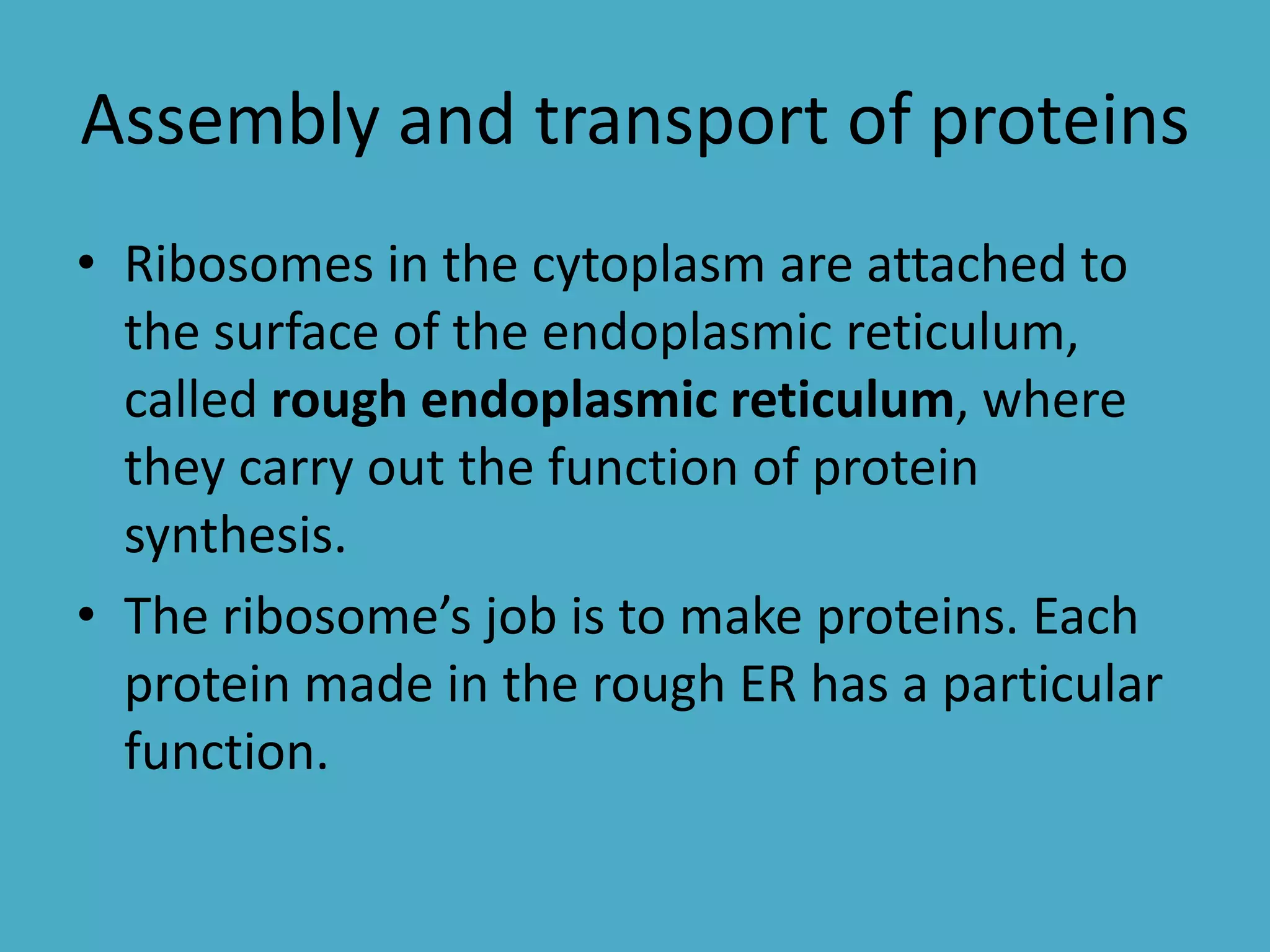 Assembly and transport of proteins
• Ribosomes in the cytoplasm are attached to
the surface of the endoplasmic reticulum,
called rough endoplasmic reticulum, where
they carry out the function of protein
synthesis.
• The ribosome’s job is to make proteins. Each
protein made in the rough ER has a particular
function.

 