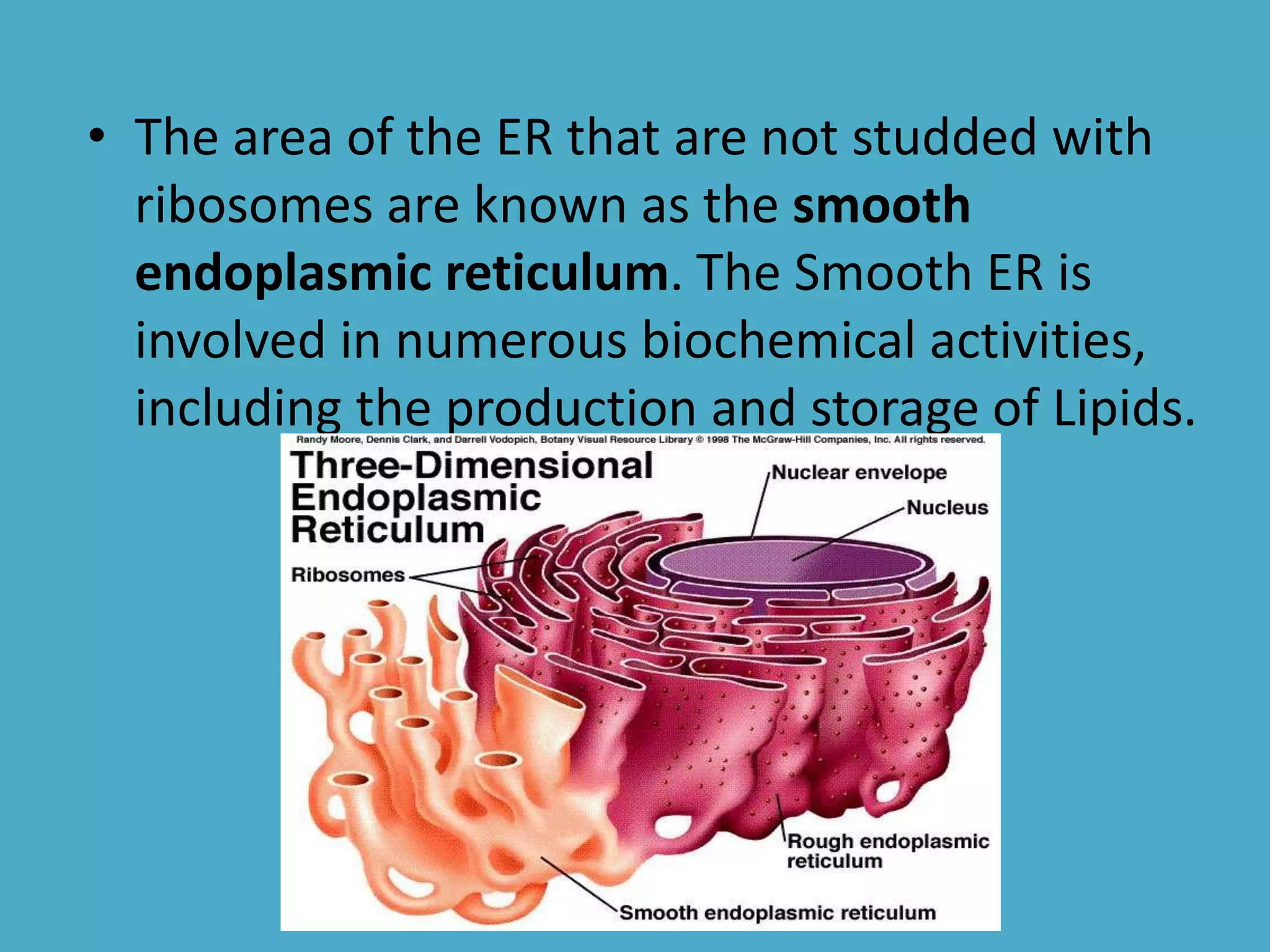 • The area of the ER that are not studded with
ribosomes are known as the smooth
endoplasmic reticulum. The Smooth ER is
involved in numerous biochemical activities,
including the production and storage of Lipids.

 