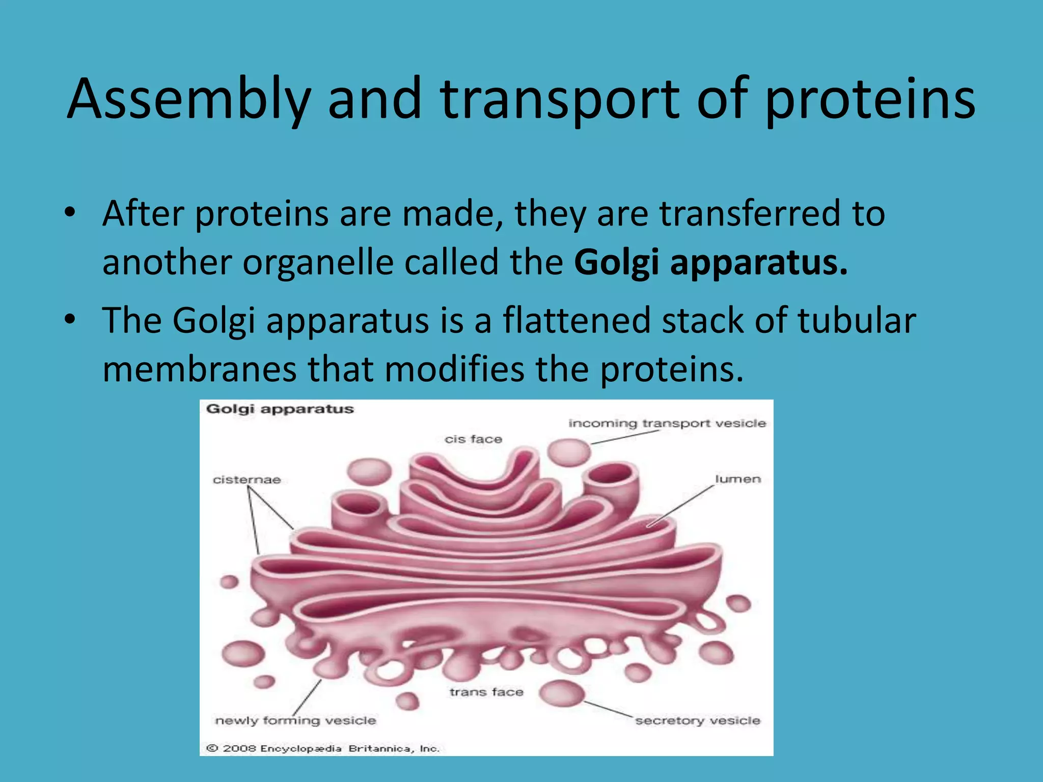 Assembly and transport of proteins
• After proteins are made, they are transferred to
another organelle called the Golgi apparatus.
• The Golgi apparatus is a flattened stack of tubular
membranes that modifies the proteins.

 