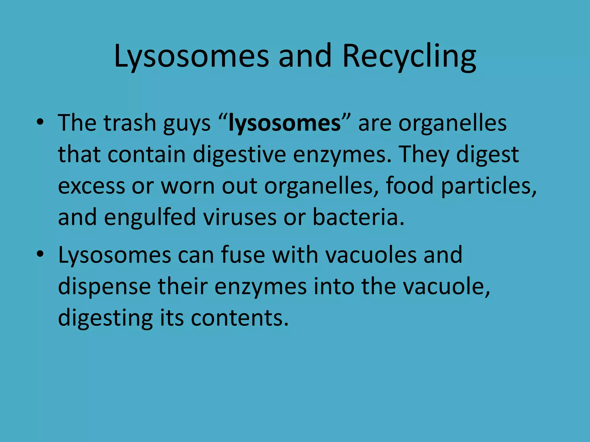 Lysosomes and Recycling
• The trash guys “lysosomes” are organelles
that contain digestive enzymes. They digest
excess or worn out organelles, food particles,
and engulfed viruses or bacteria.
• Lysosomes can fuse with vacuoles and
dispense their enzymes into the vacuole,
digesting its contents.

 