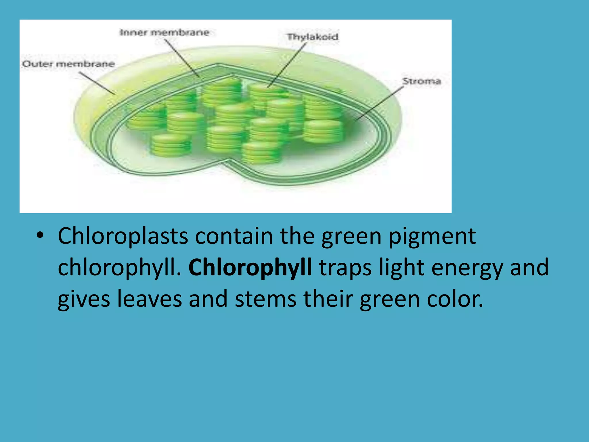 • Chloroplasts contain the green pigment
chlorophyll. Chlorophyll traps light energy and
gives leaves and stems their green color.

 