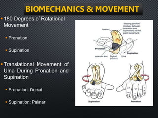 THE DISTAL RADIOULNAR JOINT AND TFCC.pptx