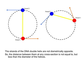 The strands of the DNA double helix are not diametrically opposite. So, the distance between them at any cross-section is not equal to, but less than the diameter of the helices. 