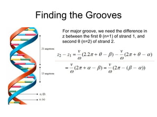 Finding the Grooves For major groove, we need the difference in z between the first θ (n=1) of strand 1, and second θ (n=2) of strand 2. 