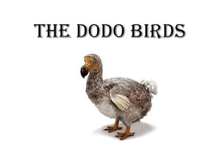 The Dodo birds 