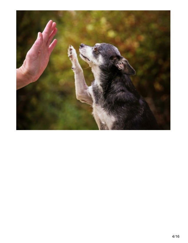 Can Older Dogs Learn New Tricks Can Older Dogs Learn New Tricks
