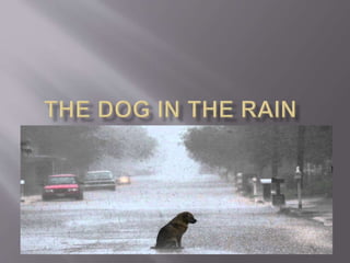 The dog in the rain ppt