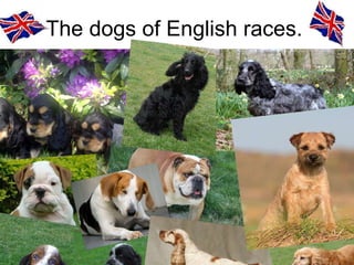 The dogs of English races. 