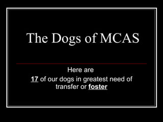 The Dogs of MCAS Here are  17  of our dogs in greatest need of transfer or  foster 