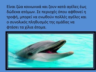 Είναι ζώα κοινωνικά και ζουν κατά αγέλες έως
δώδεκα ατόμων. Σε περιοχές όπου αφθονεί η
τροφή, μπορεί να ενωθούν πολλές αγέλες και
ο συνολικός πληθυσμός της ομάδας να
φτάσει τα χίλια άτομα.
 