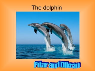 The dolphin Pilar and Dikran  