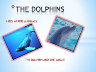 *
A BIG MARINE MAMMALS




            THE DOLPHIN AND THE WHALE
 