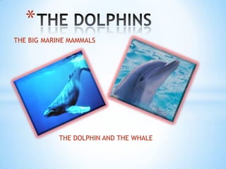 *
THE BIG MARINE MAMMALS




            THE DOLPHIN AND THE WHALE
 