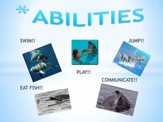 SWIM!!                         JUMP!!




             PLAY!!
                      COMMUNICATE!!
EAT FISH!!
 