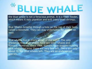 the blue whale is not a ferocious animal. It is a filter feeder,
which means it eats plankton and krill (very small shrimp).

Blue Whales breathe through a hole on the top of their body
called a blowhole. They can stay underwater for almost an
hour.

Blue whales live in every ocean of the world. The only
predators that blue whales have are killer whales and
humans. However, since 1966, humans have stopped hunting
blue whales because there are very few left. There are only
about 10,000 blue whales left. They are an endangered
species.
 