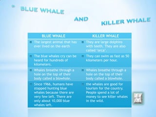 BLUE WHALE                   KILLER WHALE
The largest animal that has   They are large dolphins
ever lived on the earth       with teeth. They are also
                              called ‘orca’.
The blue whales cry can be    They can swim as fast as 50
heard for hundreds of         kilometers per hour.
kilometers.
Whales breathe through a      Whales breathe through a
hole on the top of their      hole on the top of their
body called a blowhole.       body called a blowhole.
Since 1966, humans have       the whales are good for
stopped hunting blue          tourism for the country.
whales because there are      People spend a lot of
very few left. There are      money to see killer whales
only about 10,000 blue        in the wild.
whales left.
 