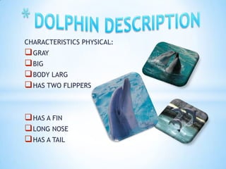 CHARACTERISTICS PHYSICAL:
 GRAY
 BIG
 BODY LARG
 HAS TWO FLIPPERS


 HAS A FIN
 LONG NOSE
 HAS A TAIL
 