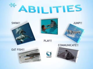 SWIM!!                         JUMP!!




             PLAY!!
                      COMMUNICATE!!
EAT FISH!!
 