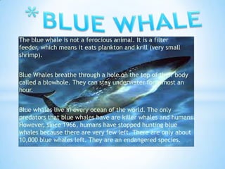 The blue whale is not a ferocious animal. It is a filter
feeder, which means it eats plankton and krill (very small
shrimp).


Blue Whales breathe through a hole on the top of their body
called a blowhole. They can stay underwater for almost an
hour.


Blue whales live in every ocean of the world. The only
predators that blue whales have are killer whales and humans.
However, since 1966, humans have stopped hunting blue
whales because there are very few left. There are only about
10,000 blue whales left. They are an endangered species.
 