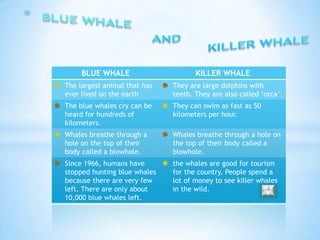 BLUE WHALE                      KILLER WHALE
The largest animal that has   They are large dolphins with
ever lived on the earth       teeth. They are also called ‘orca’.
The blue whales cry can be    They can swim as fast as 50
heard for hundreds of         kilometers per hour.
kilometers.
Whales breathe through a      Whales breathe through a hole on
hole on the top of their      the top of their body called a
body called a blowhole.       blowhole.
Since 1966, humans have       the whales are good for tourism
stopped hunting blue whales   for the country. People spend a
because there are very few    lot of money to see killer whales
left. There are only about    in the wild.
10,000 blue whales left.
 