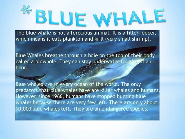 The Dolphins Power Point