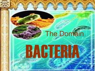 The Domain   BACTERIA 