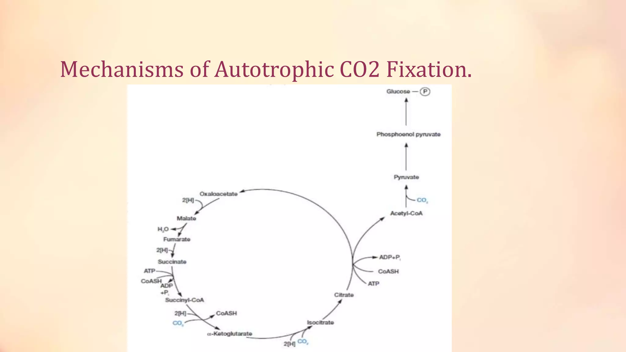 Mechanisms of Autotrophic CO2 Fixation.
 
