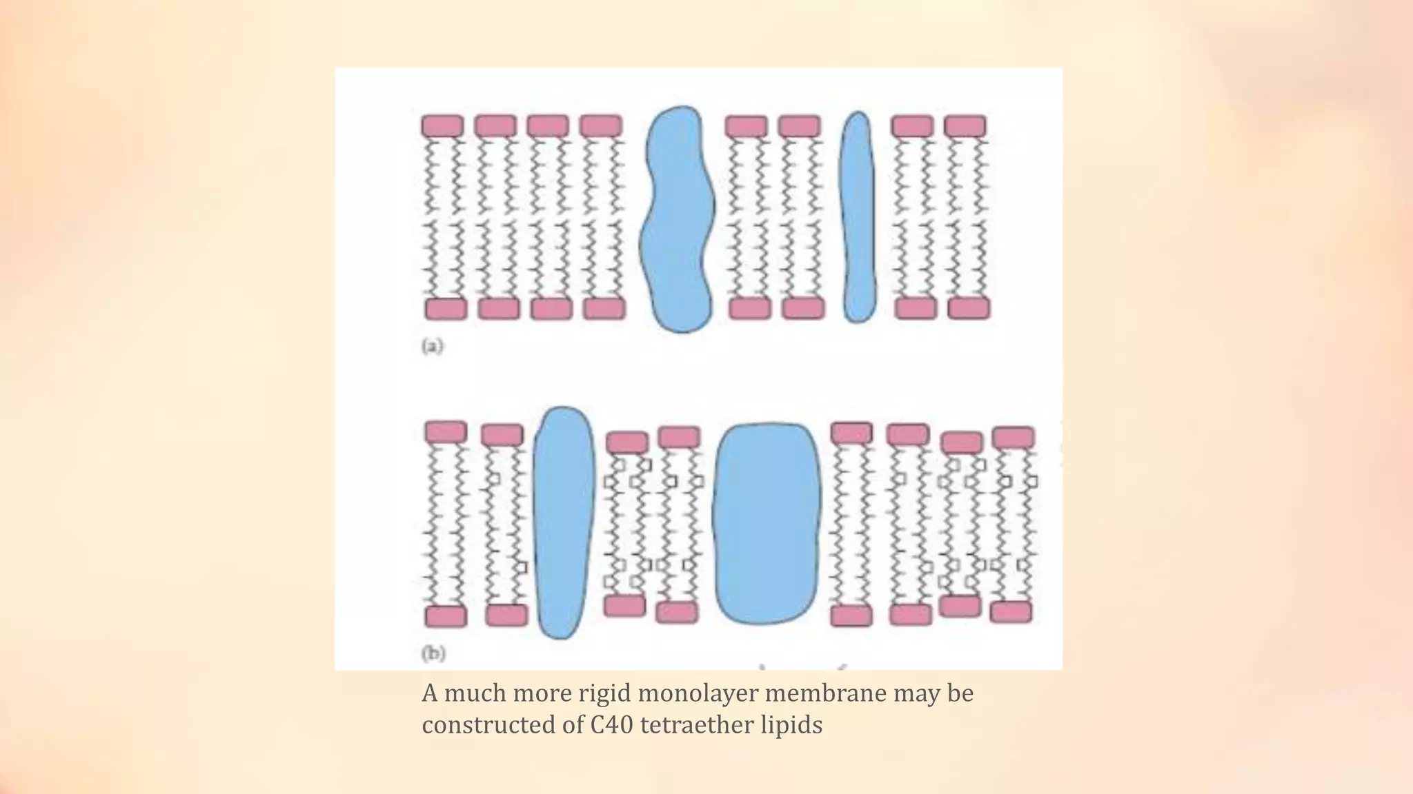 A much more rigid monolayer membrane may be
constructed of C40 tetraether lipids
 