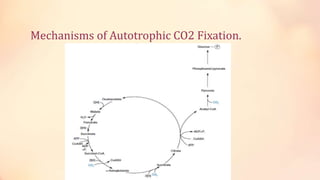 Mechanisms of Autotrophic CO2 Fixation.
 