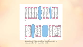 A much more rigid monolayer membrane may be
constructed of C40 tetraether lipids
 