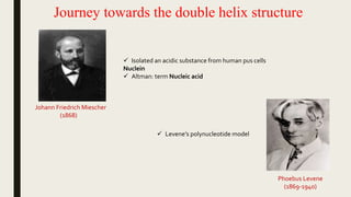 Journey towards the double helix structure
Johann Friedrich Miescher
(1868)
 Isolated an acidic substance from human pus cells
Nuclein
 Altman: term Nucleic acid
Phoebus Levene
(1869-1940)
 Levene’s polynucleotide model
 