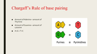 Chargaff’s Rule of base pairing
■ Amount of Adenine = amount of
Thymine
■ Amount of Guanine = amount of
cytosine
■ A+G =T+C
 