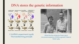 DNA stores the genetic information
F. Griffith’s experiment (1928)
The transforming principle
Alfred Hershey & Martha Chase (1952)
Universal acceptance of DNA as genetic material
Nobel-1969
 