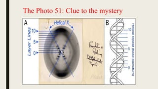 The Photo 51: Clue to the mystery
 