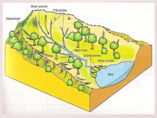 The Drainage Basin