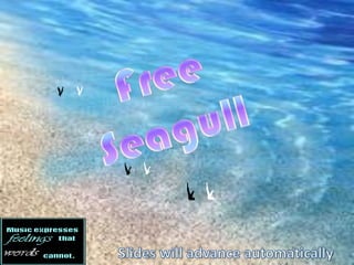 Free Seagull Slides will advance automatically 