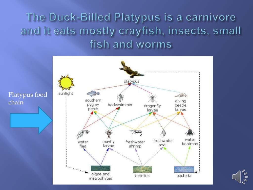 The duck billed platypus presentation