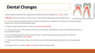 Dental Changes
Entire primary dentition has erupted and completed root development by 3 years of age
Wheeler’s Dental Anatomy and Physiology7 described the following essential differences :
1. Crowns of primary anterior teeth are wider mesiodistally in comparison with their cervicoincisal length
than are the crowns of the permanent teeth
2. Roots of the primary anterior teeth are narrower mesiodistally.
3. Crowns and roots of the primary molars are more slender mesiodistally at the cervical third than those of
the permanent molars
4. Cervical ridge buccally on the primary molars is much more pronounced, especially on both the
maxillary and mandibular first molars
5. The roots of the primary molars are relatively more slender and longer than the roots of the permanent
molars
6. Primary teeth are usually lighter in color than the permanent teeth
 