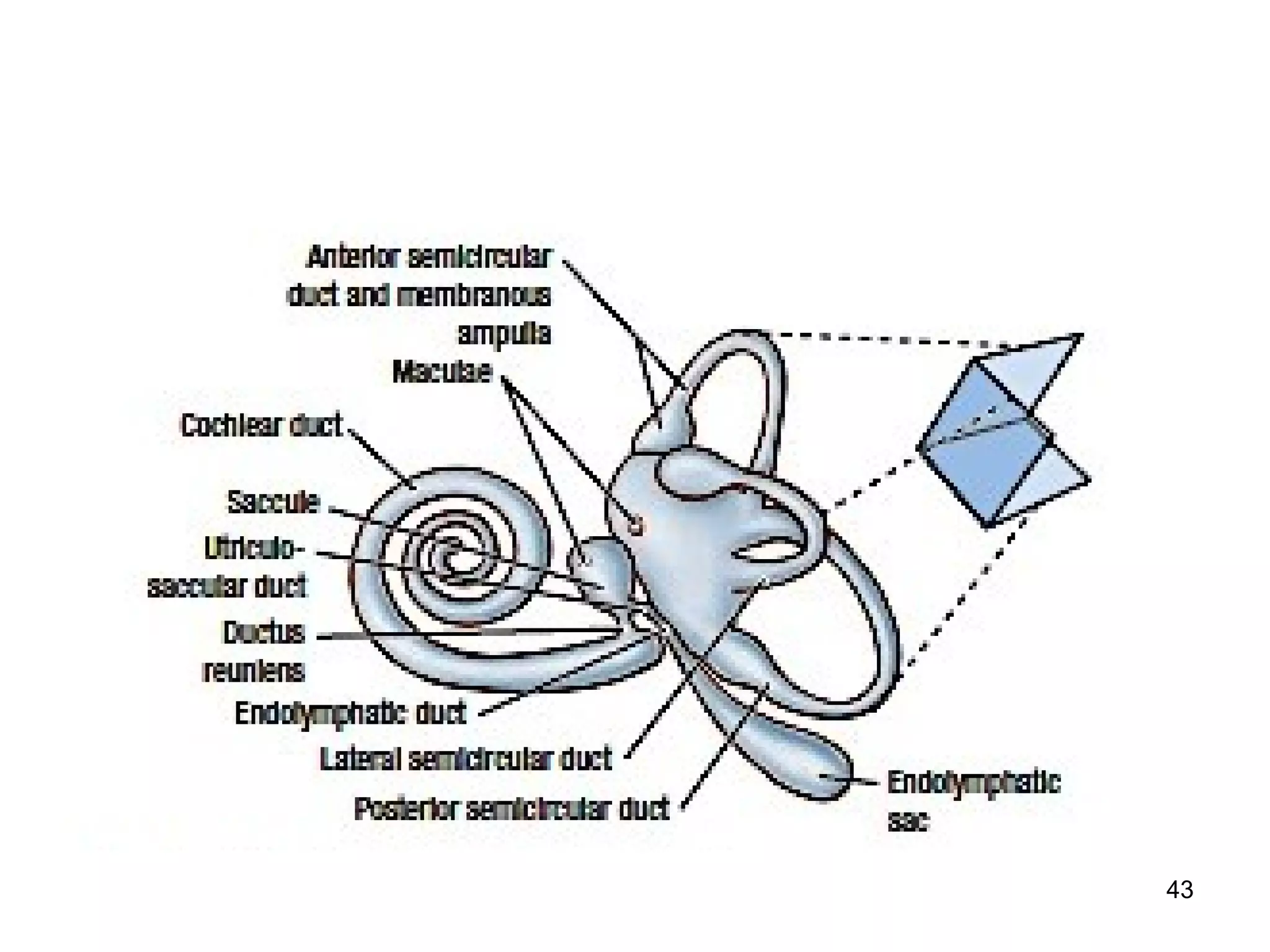 The ear. auditory pathway and olfactory pathway | PPT