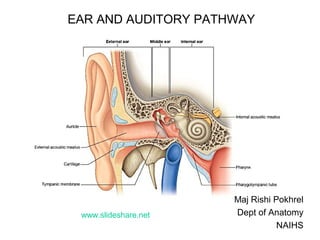 EAR AND AUDITORY PATHWAY
Maj Rishi Pokhrel
Dept of Anatomy
NAIHS
www.slideshare.net
 