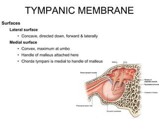 TYMPANIC MEMBRANE
10
Surfaces
Lateral surface
• Concave, directed down, forward & laterally
Medial surface
• Convex, maximum at umbo
• Handle of malleus attached here
• Chorda tympani is medial to handle of malleus
 