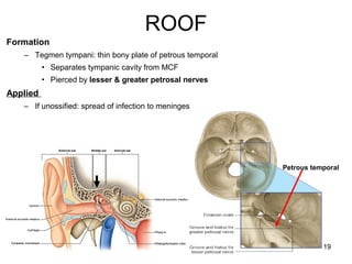 ROOF
19
Petrous temporal
Formation
– Tegmen tympani: thin bony plate of petrous temporal
• Separates tympanic cavity from MCF
• Pierced by lesser & greater petrosal nerves
Applied
– If unossified: spread of infection to meninges
 