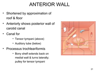 ANTERIOR WALL
• Shortened by approximation of
roof & floor
• Anteriorly shows posterior wall of
carotid canal
• Canal for
• Tensor tympani (above)
• Auditory tube (below)
• Processus trochleariformis
• Bony shelf extends back on
medial wall & turns laterally;
pulley for tensor tympani
21
 