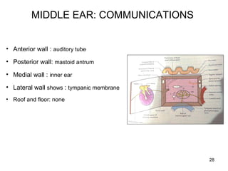 MIDDLE EAR: COMMUNICATIONS
• Anterior wall : auditory tube
• Posterior wall: mastoid antrum
• Medial wall : inner ear
• Lateral wall shows : tympanic membrane
• Roof and floor: none
28
 