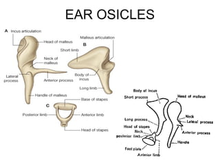 EAR OSICLES
 