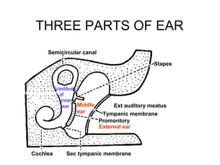 3Cochlea Sec tympanic membrane
Promontory
Middle
ear
Stapes
Semicircular canal
Vestibule
of
inner
ear
THREE PARTS OF EAR
Ext auditory meatus
Tympanic membrane
External ear
 